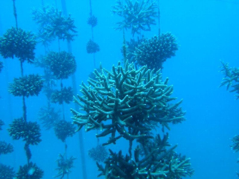Hanging gardens of corals