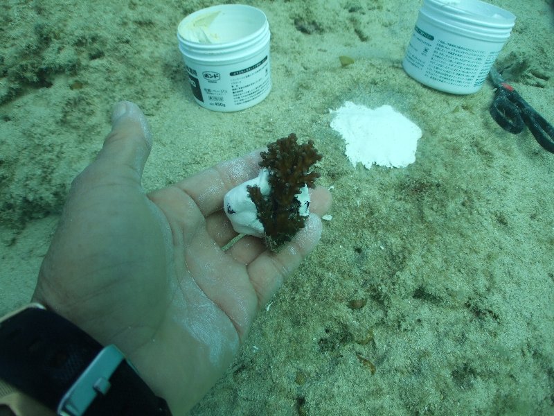サンゴに塗り付けます