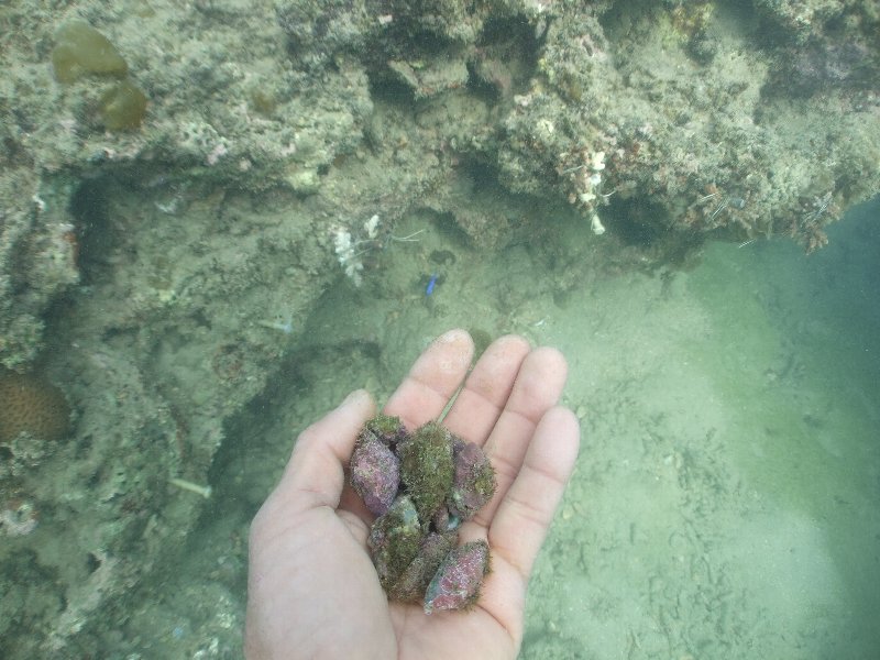 近くから複数の貝を見つけました