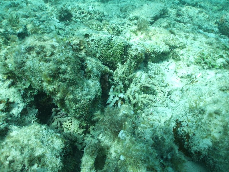 A bleaching coral